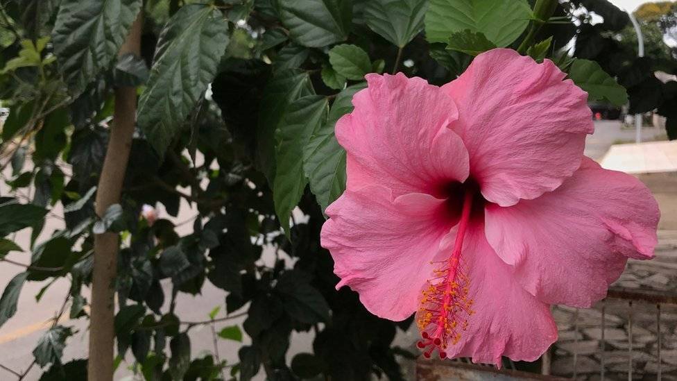 101752653hibisco-ea42e93ef2a44a1040369ba8aaa3d2ec.jpg