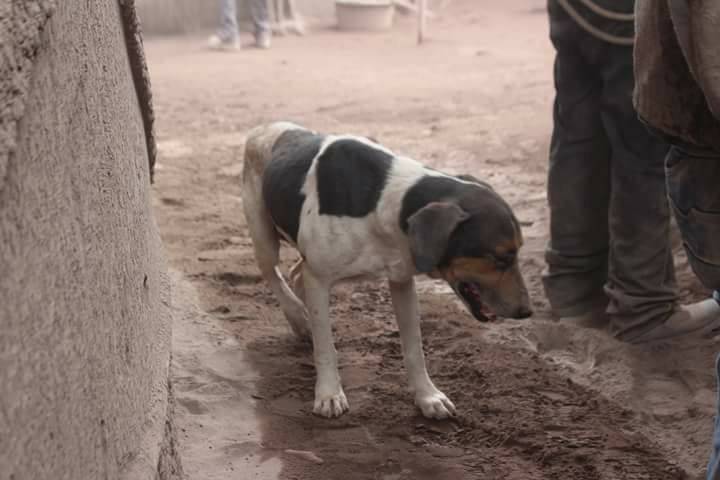 perro Guatemala