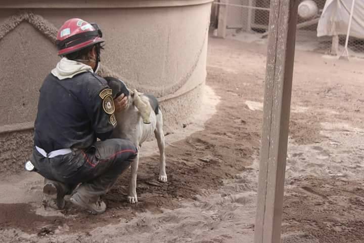 perro Guatemala