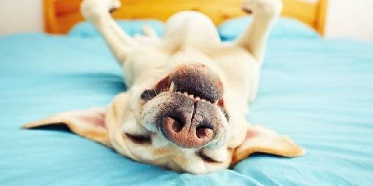 Cachorro