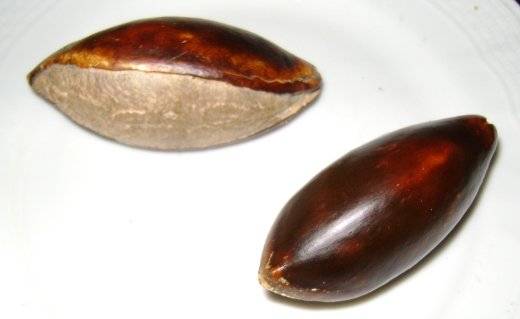 semilla de zapote