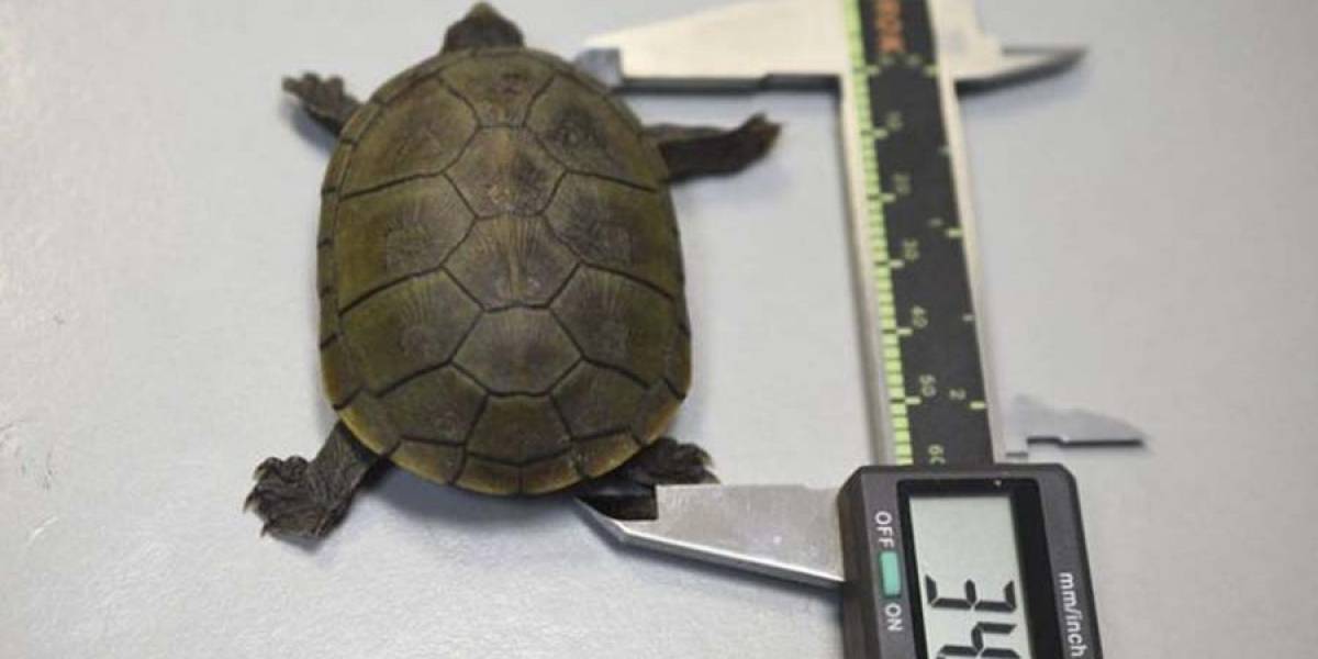 Encuentran en México una nueva especie de tortuga