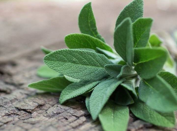Propiedades de la salvia