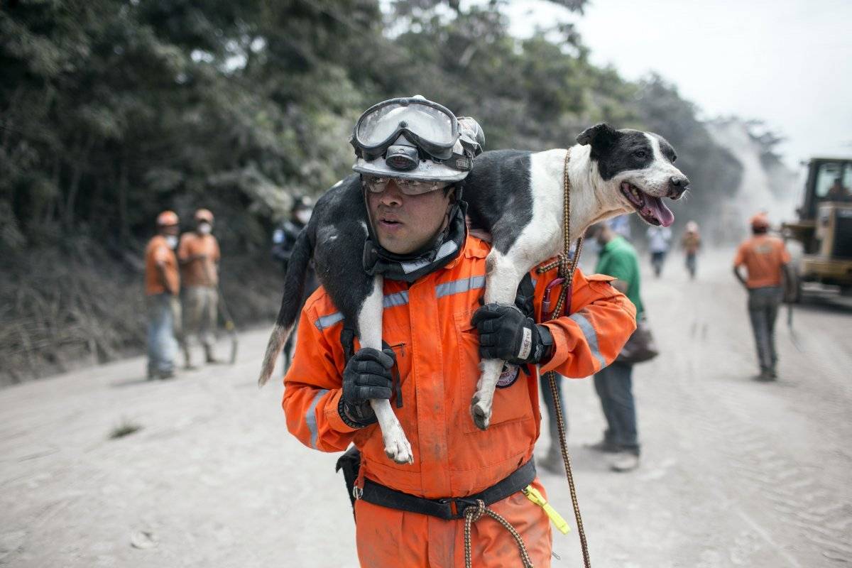 Un rescatista carga a su perro entrenado en búsqueda de víctimas hacia otra zona afectada cerca del Volcán de Fuego en Escuintla, Guatemala, el martes 5 de junio de 2018