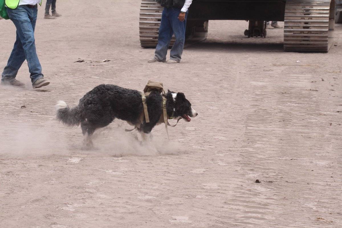 Perro rescatista