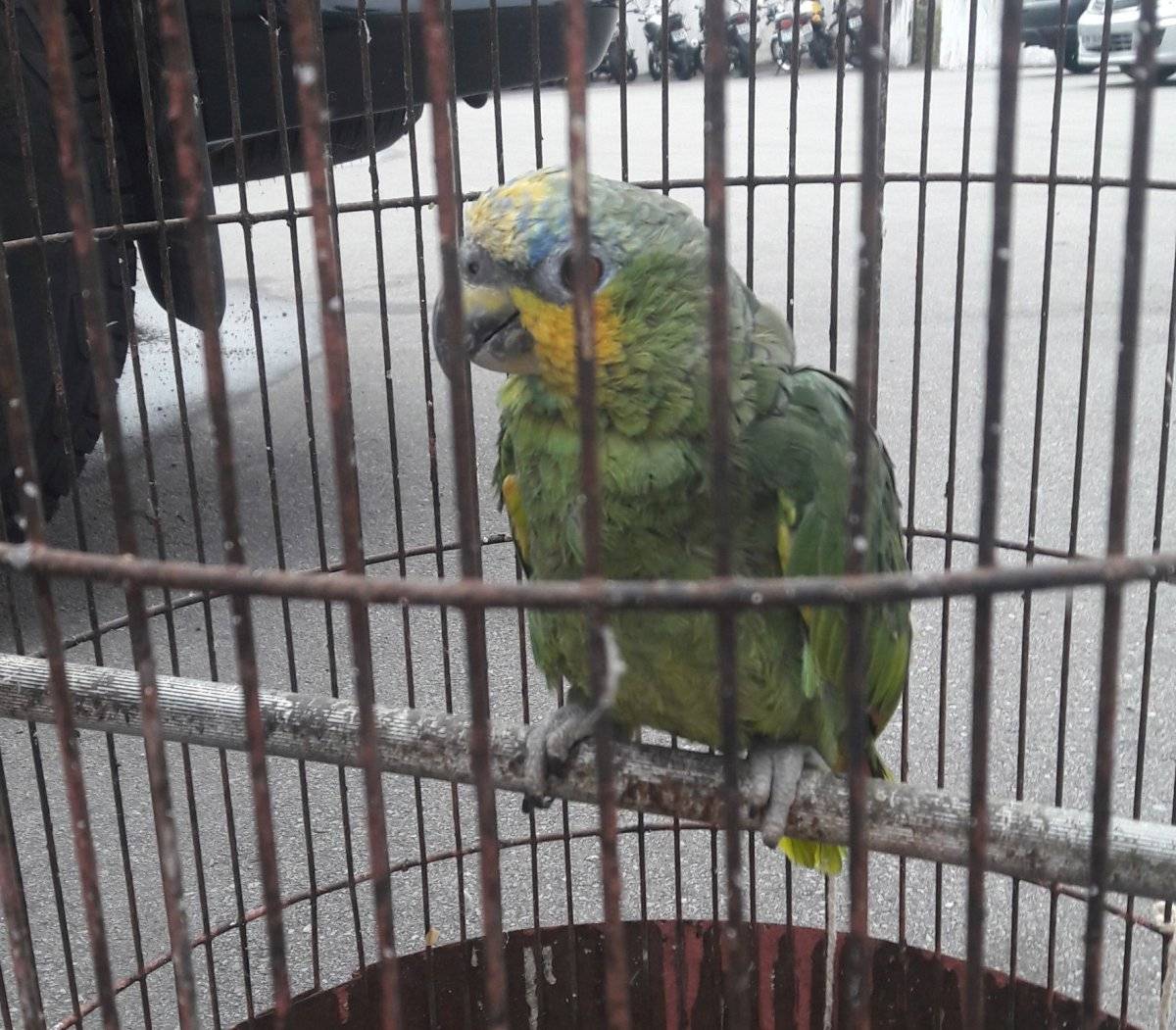 Papagaio