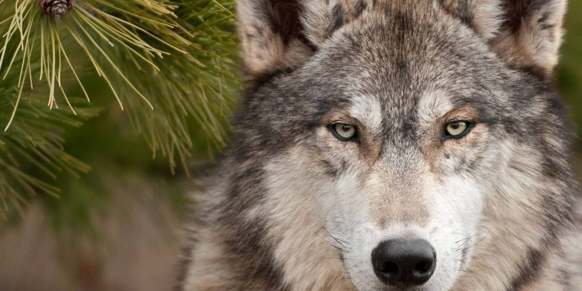 La UNAM desea desaparecer al “loboperro” para proteger al lobo gris mexicano