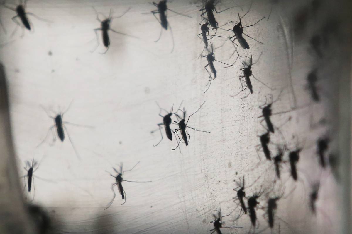 dengue nombre de análisis de sangre para diabetes