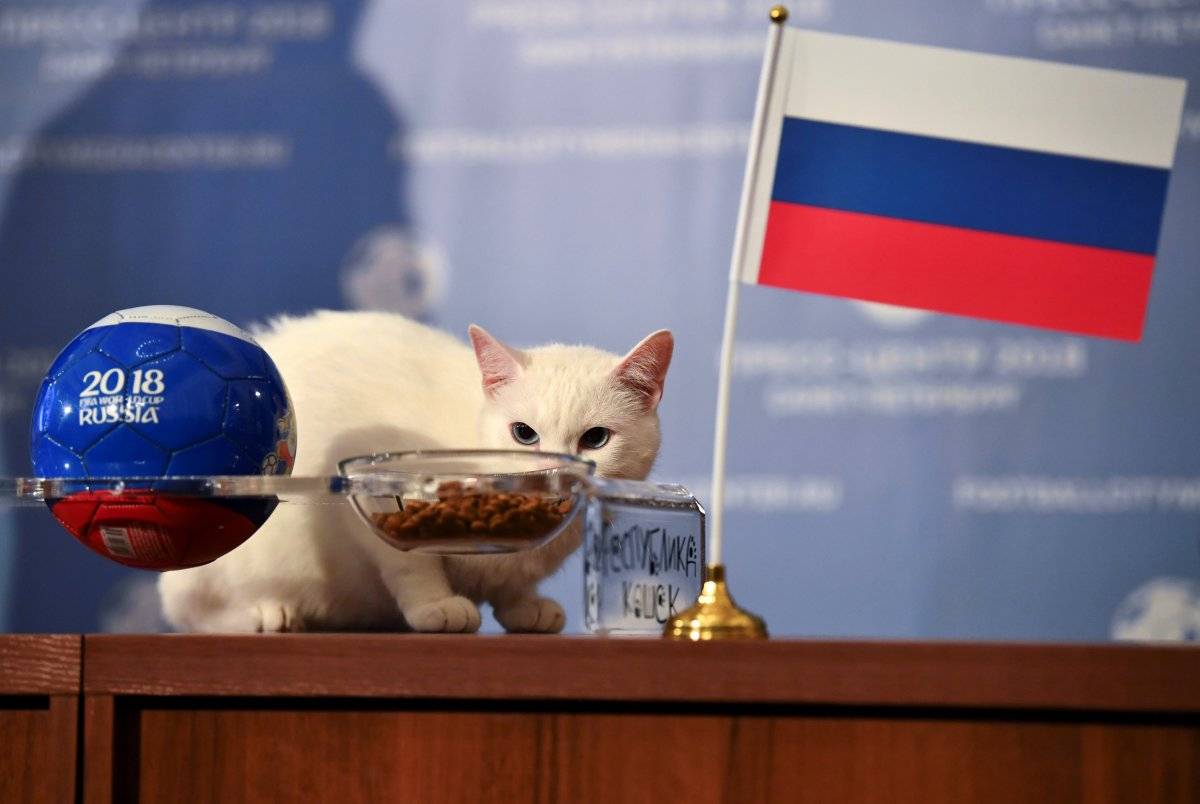 Gato vidente copa do mundo
