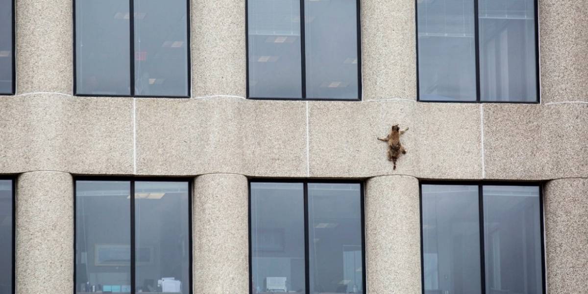 Lo habrá picado una araña radioactiva? mapache decidió escalar un rascacielos y mantuvo a todos alerta por horas