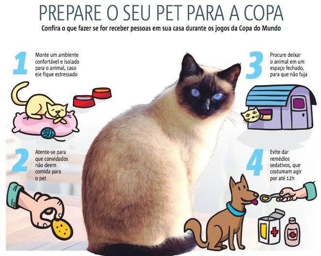 arte pet copa do mundo cuidados