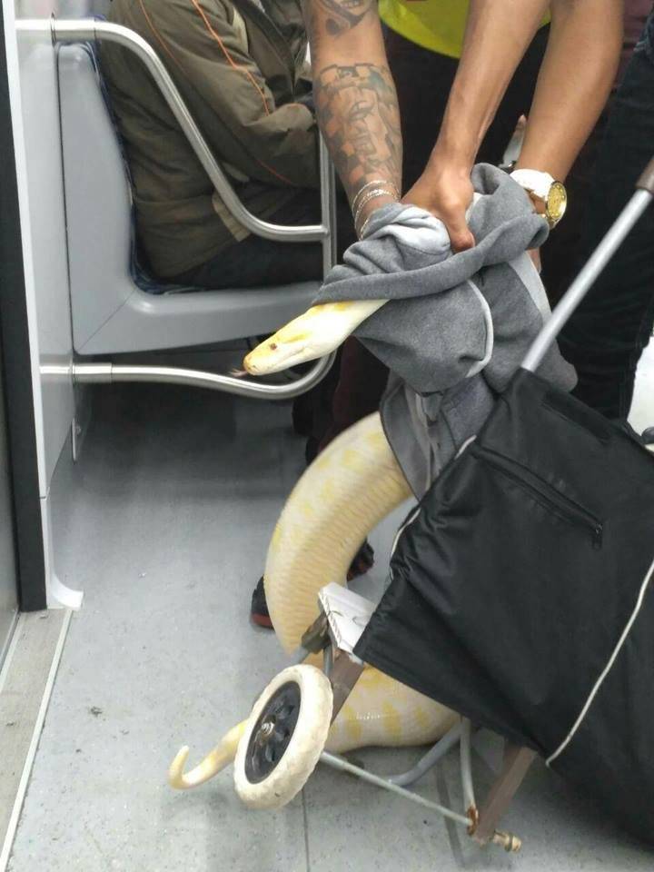 cobra piton cptm
