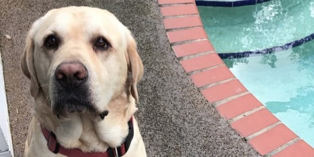 Un perro le hizo un gran favor a su dueña — Video viral
