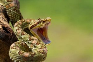 serpiente