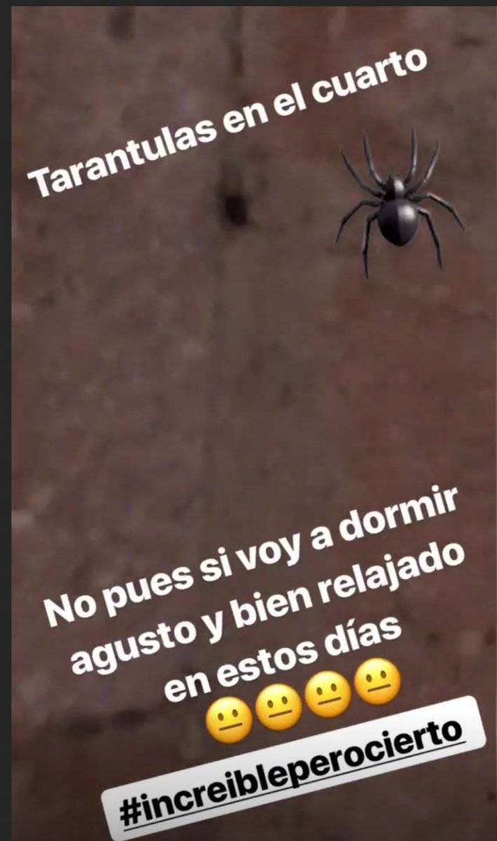 Araña en cuarto de Pulido