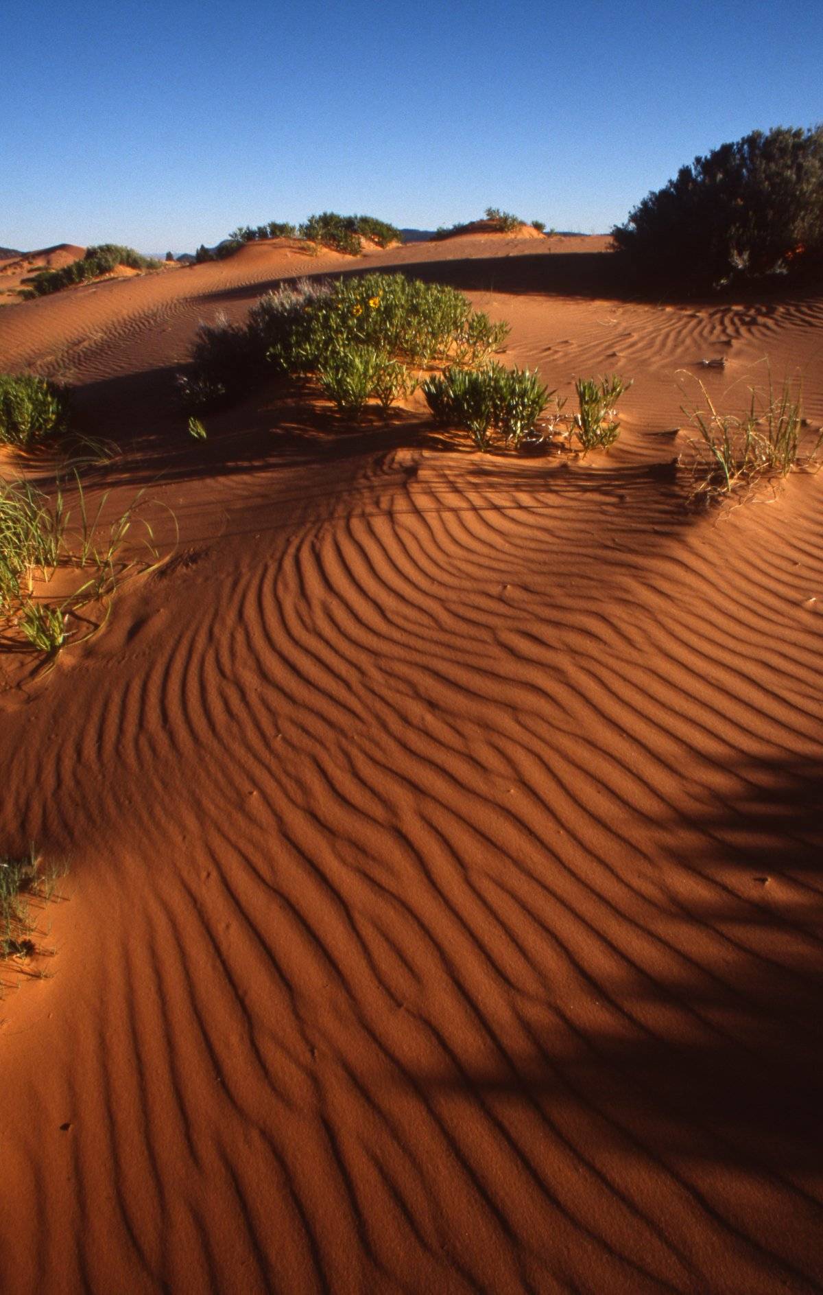 Coral Pink Sand Dunes Utah