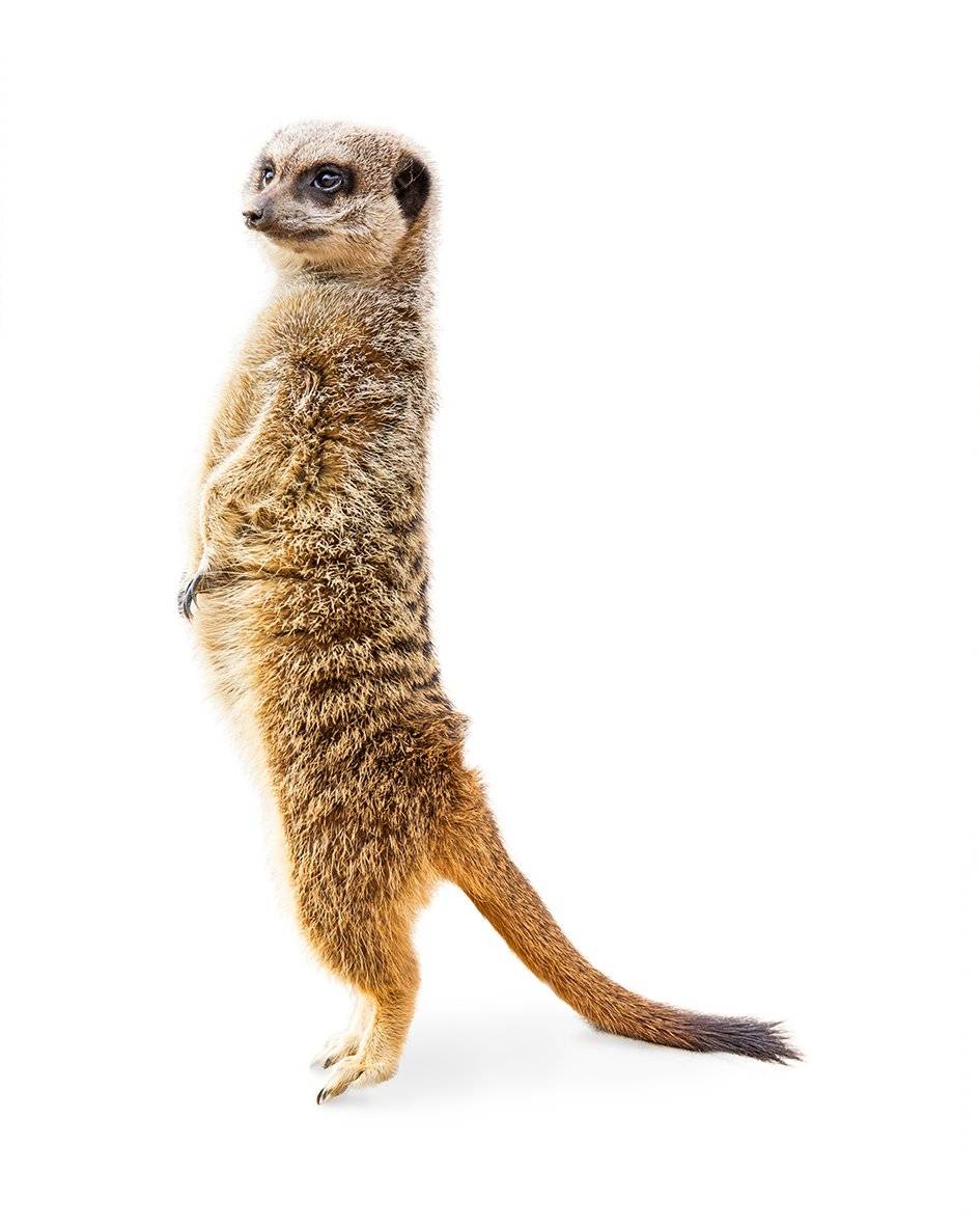 Una suricata y un gato oráculos