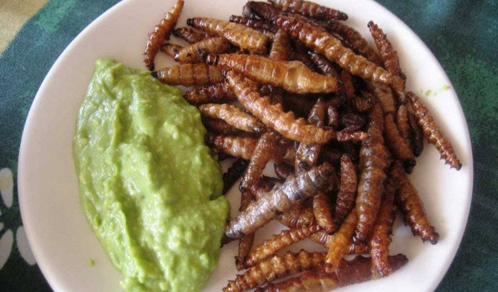 gusano de maguey