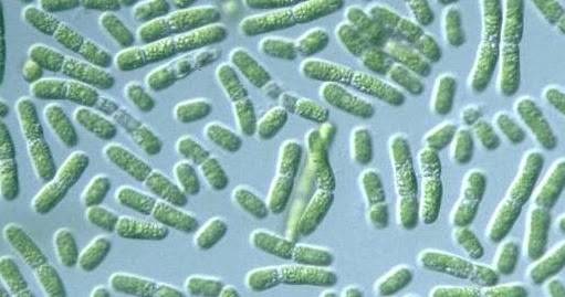 Se descubre un nuevo tipo de fotosíntesis que sobrepasa los límites de las plantas comunes Se descubre un nuevo tipo de fotosíntesis que sobrepasa los límites de las plantas comunes