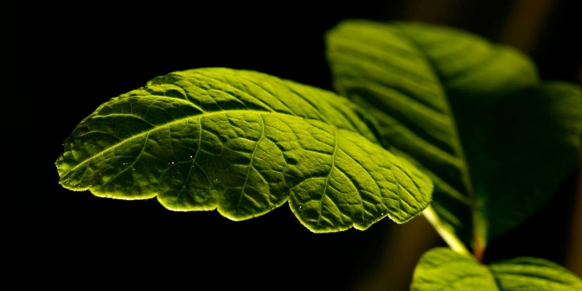 Se descubre un nuevo tipo de fotosíntesis que sobrepasa los límites de las plantas comunes
