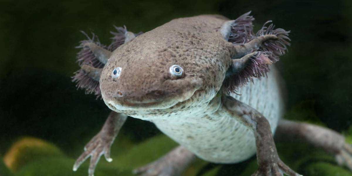 México: Así es como están tratando desesperadamente de salvar al ajolote de la extinción