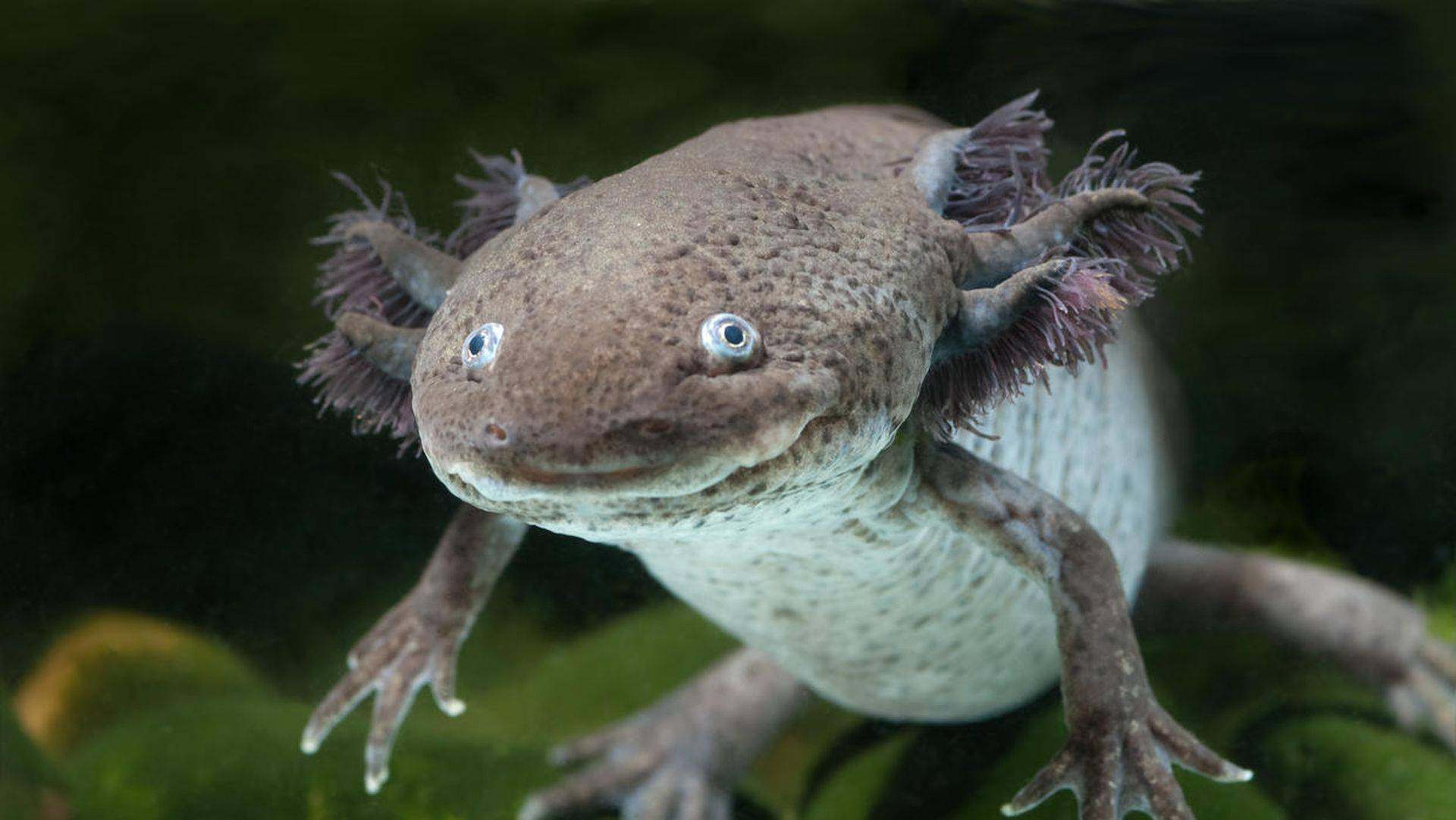 Malas noticias: La Tierra entró en la sexta extinción masiva de especies Malas noticias: La Tierra entró en la sexta extinción masiva de especies