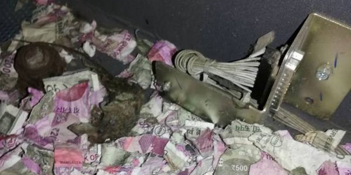 ¡¡Tremendo!! una rata se comió 18 mil dólares