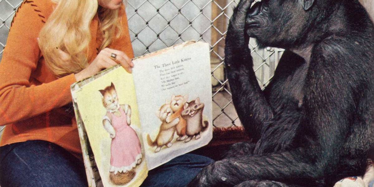 Triste día: Murió Koko, la gorila que "hablaba"