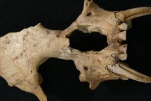 https://www.publimetro.com.mx/mx/bbc-mundo/2018/06/22/el-misterioso-mono-desconocido-para-la-ciencia-que-aparecio-en-una-tumba-en-china-de-mas-de-2-300-anos.html