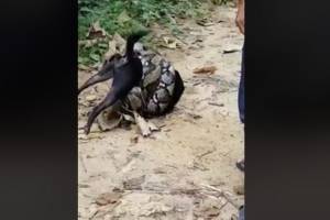 Con palos y a combos: hombres rescatan a perro que estaba a punto de ser devorado por una pitón