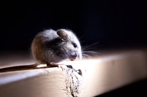 ratones