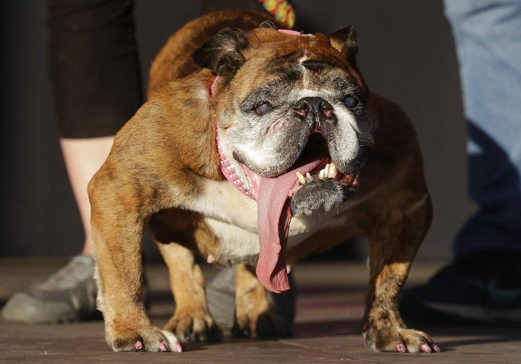 Zsa Zsa