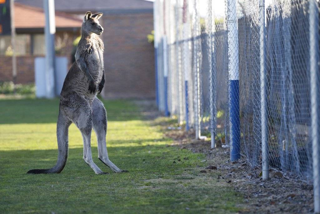 canguro