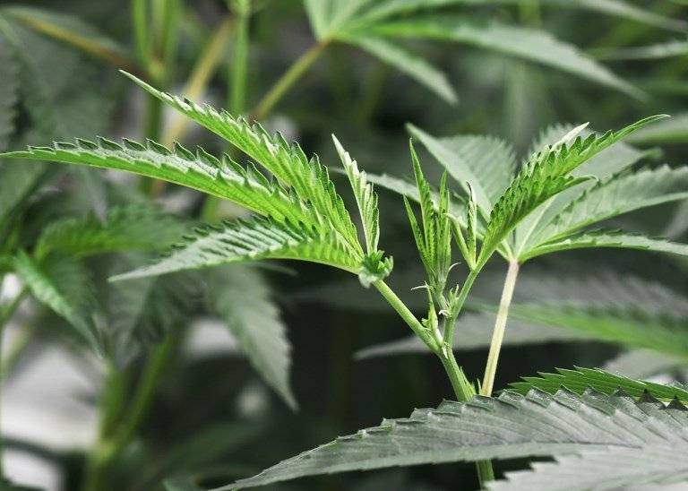 Marihuana
