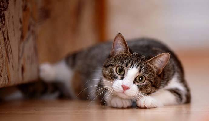gato
