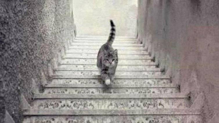 Gato