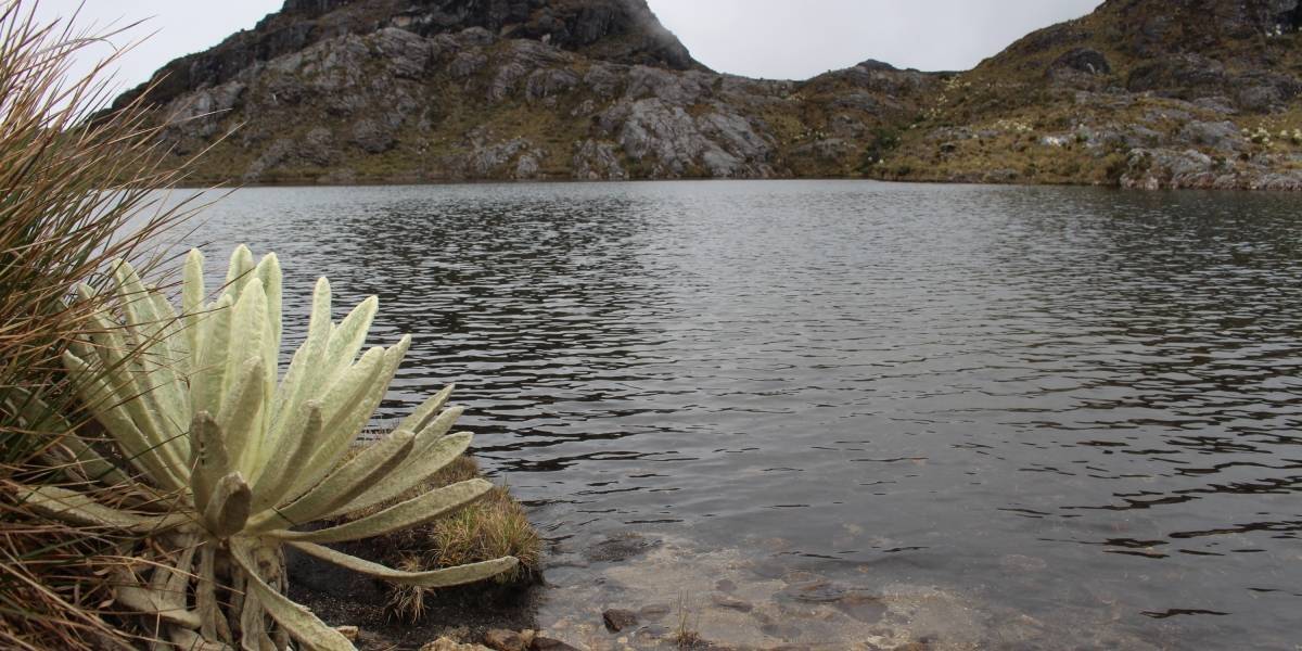 Colombia: ¡Por fin aprueban proyecto de ley de protección de páramos!
