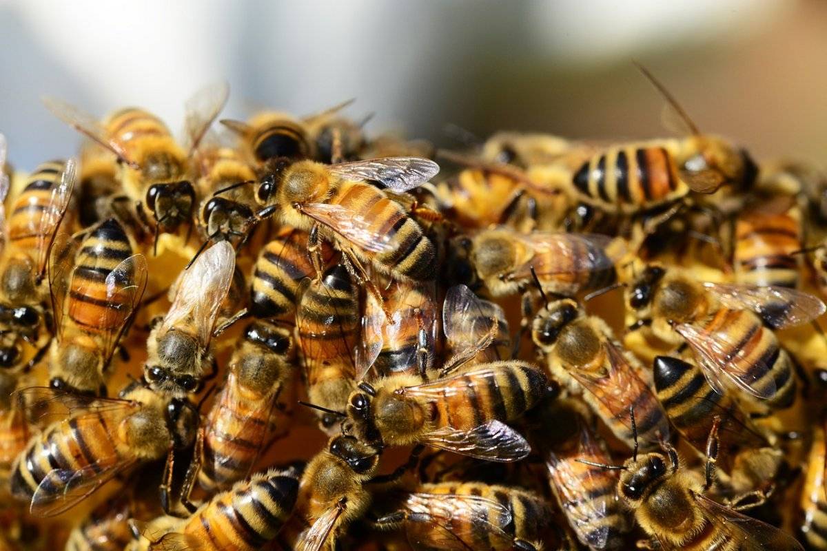Científicos encuentran en Chile un tipo de miel única en el mundo la cual tendría excelente calidad