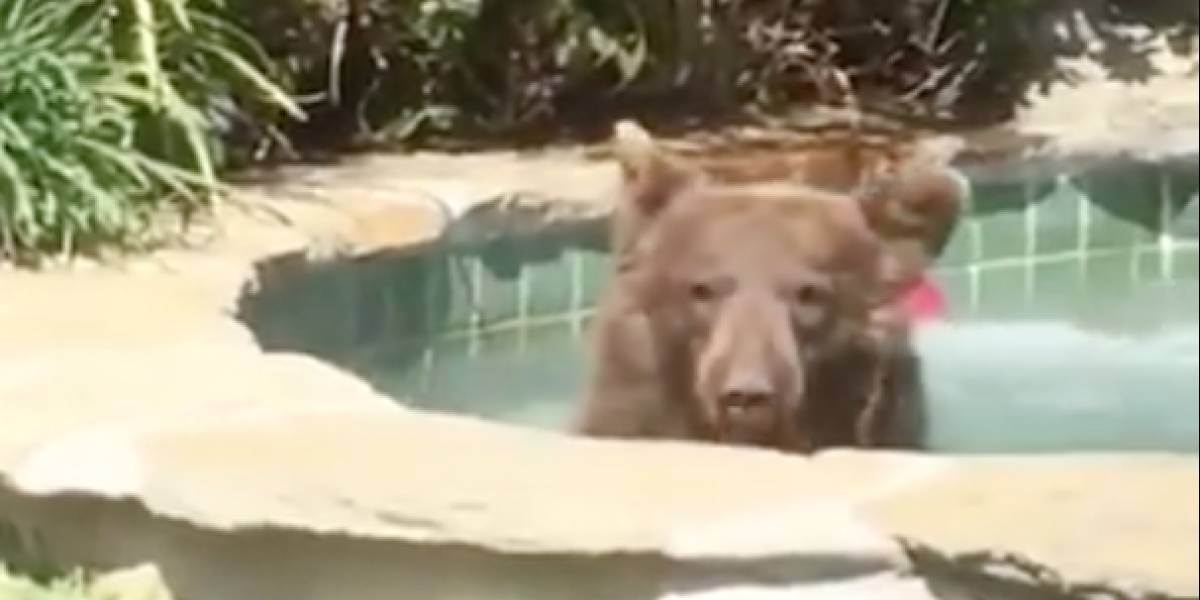 Encuentra a oso dentro de su jacuzzi ¡tomando margaritas!
