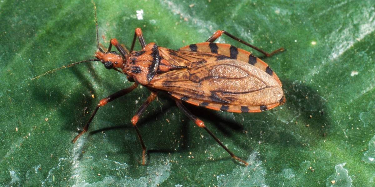 Unión Europea financiará investigación sobre el mal de Chagas en Chile