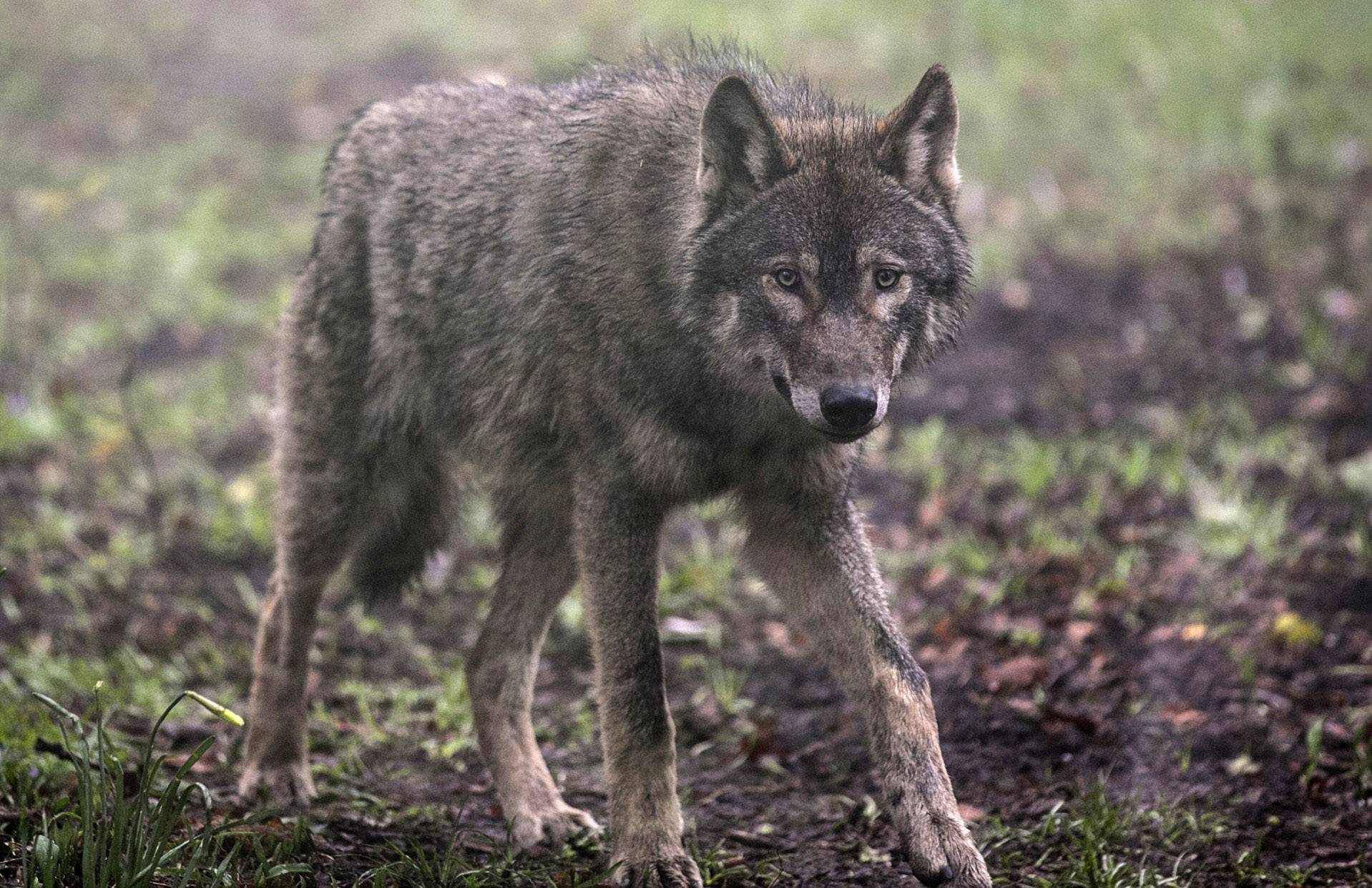 Lobo Chernobyl Lobo Chernobyl