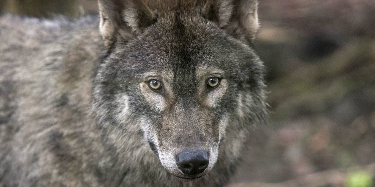 Por primera vez científicos detectan a un lobo saliendo por su propia cuenta de la zona de Exclusión de Chernobyl