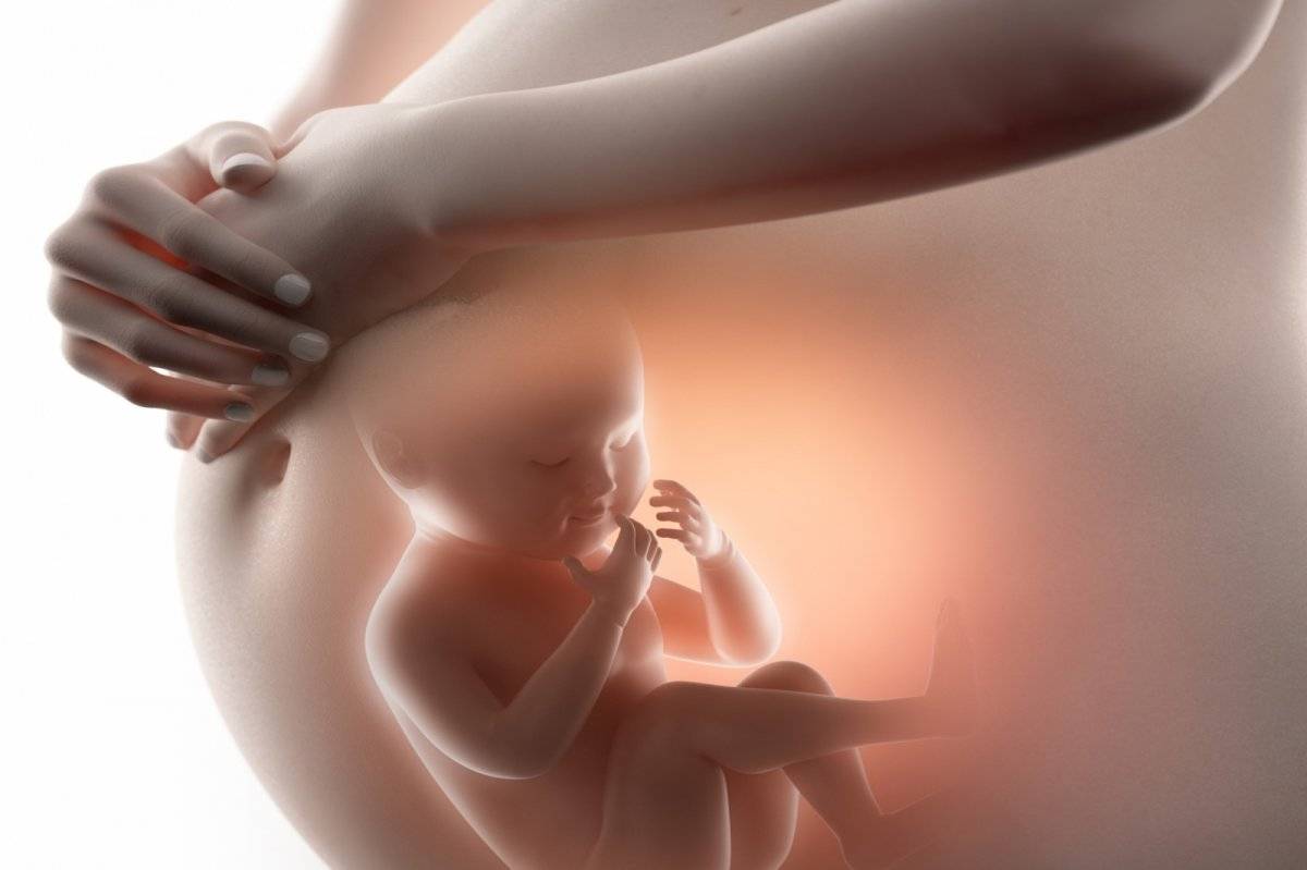 Bebe vientre