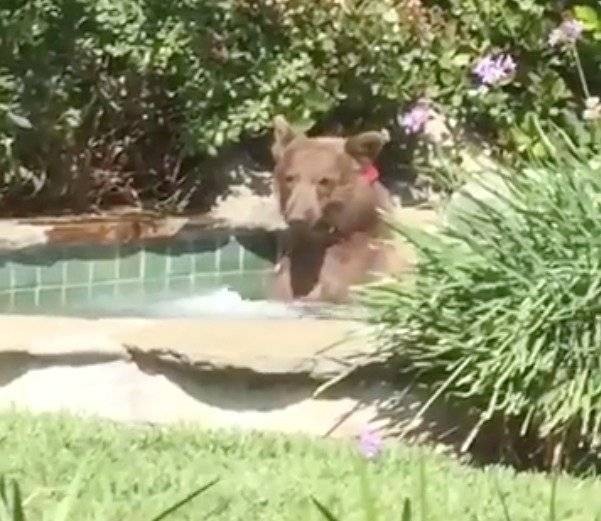 oso