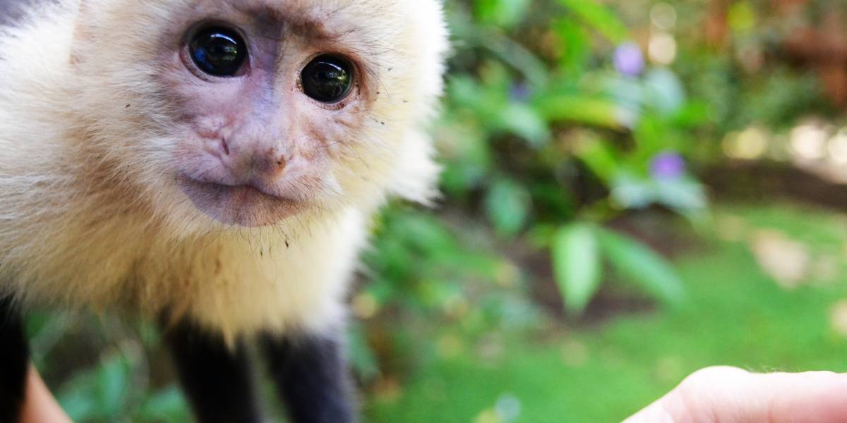 Un grupo de monos de Panamá parecen haber entrado a su propia Edad de Piedra