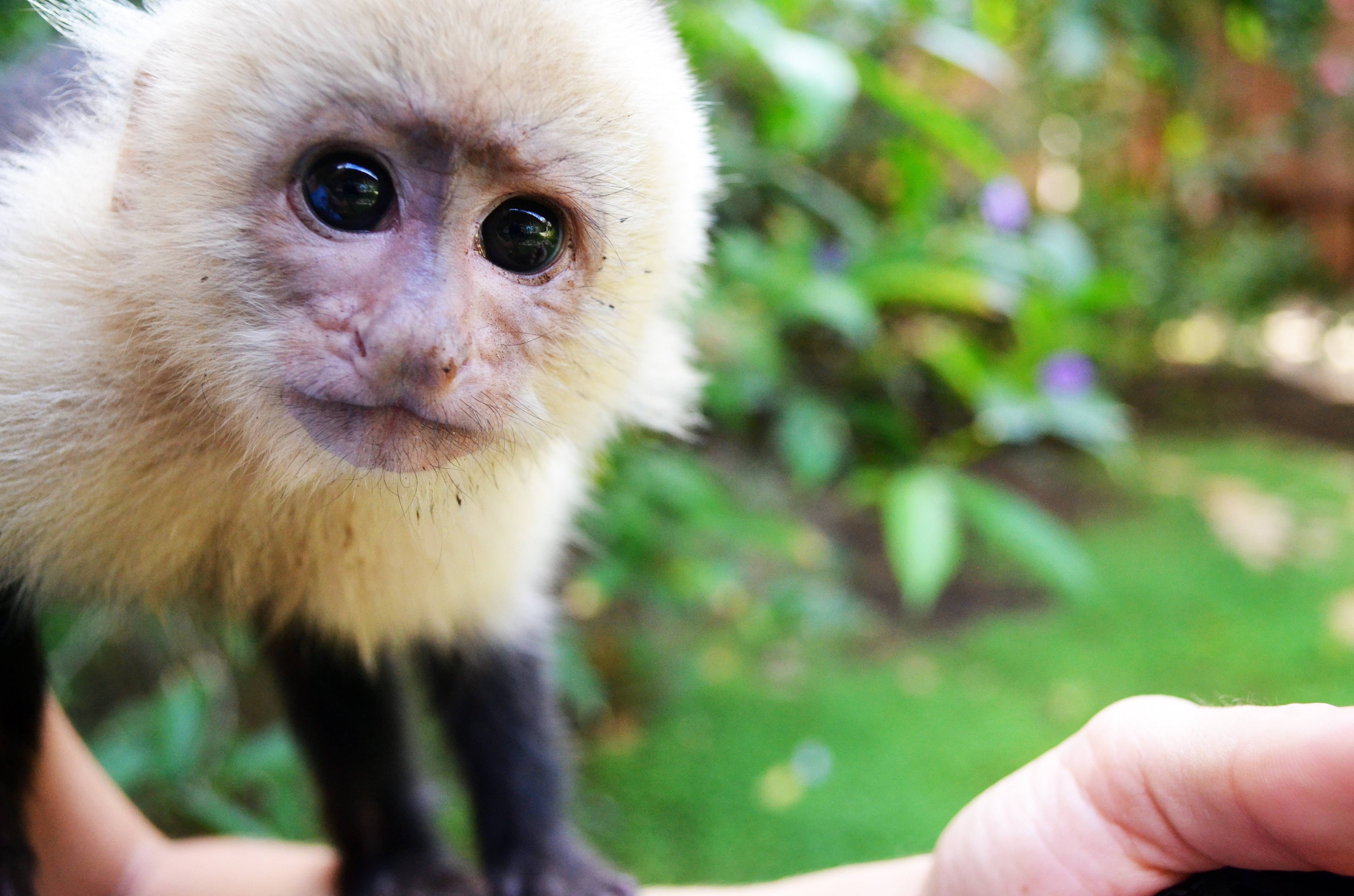 Monos matan a tantas personas en India que autoridades los están esterilizando en masa