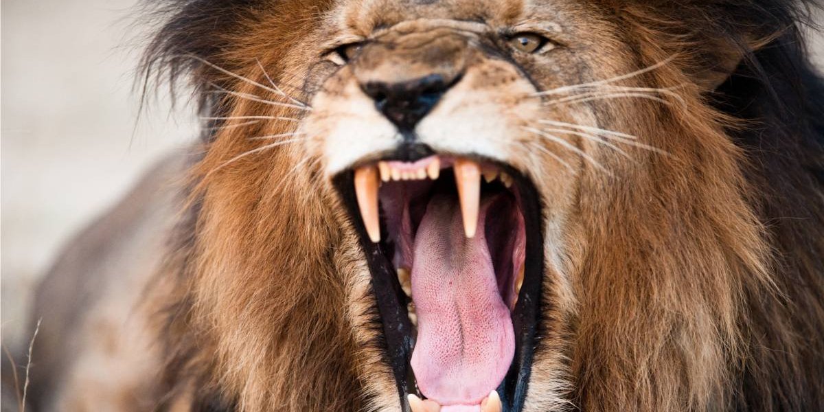 Tres cazadores son devorados por una manada de leones