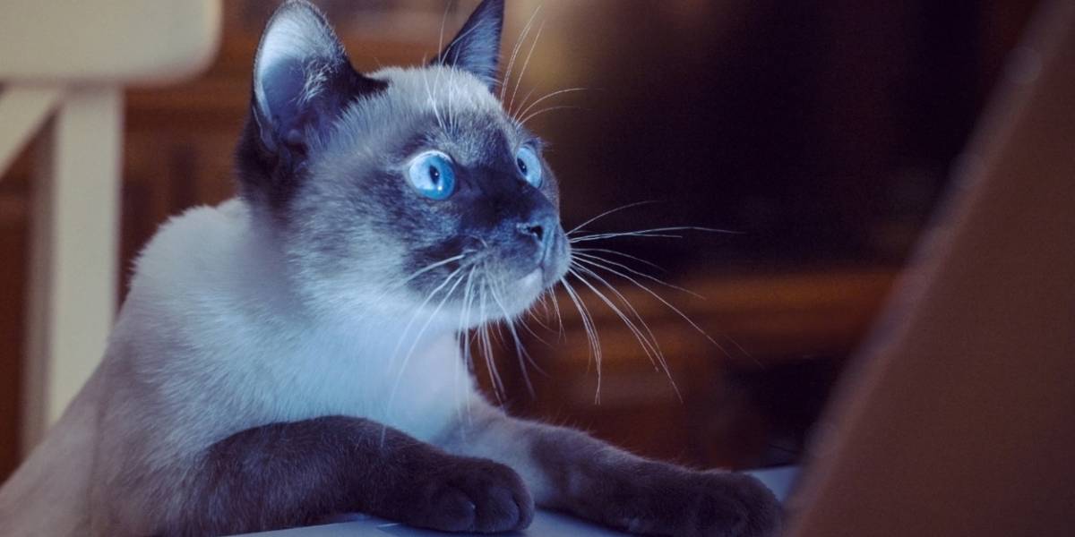 ¿Alérgico a los gatos? Científicos descubren que su alimentación puede evitar alergias