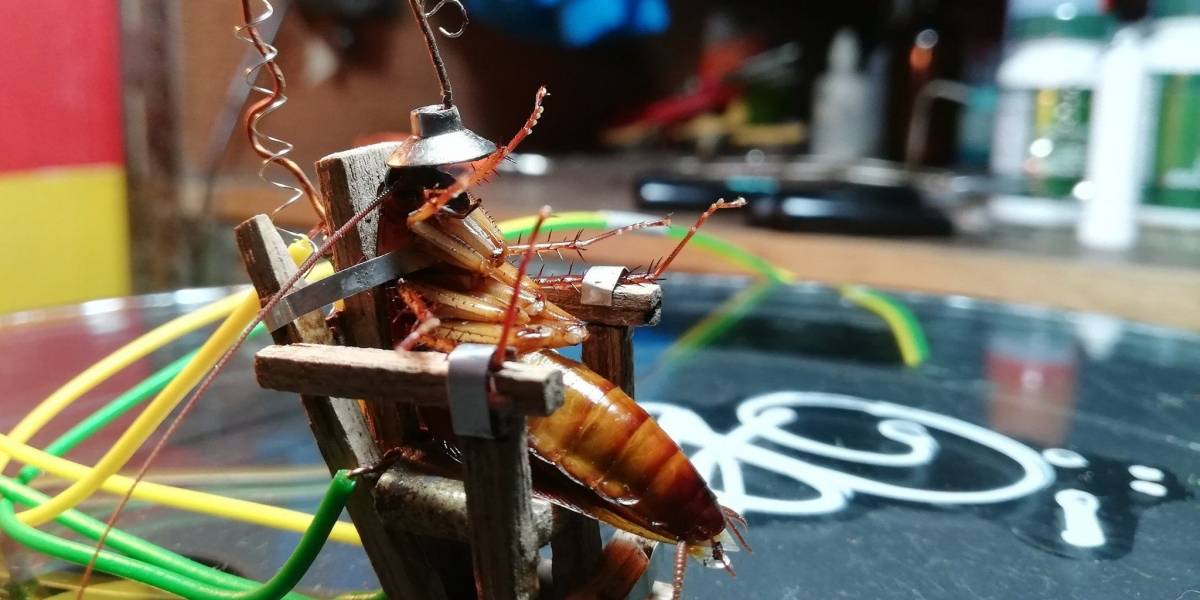 Video: Electrocutó a una cucaracha en una mini silla eléctrica y se ganó el odio en redes sociales