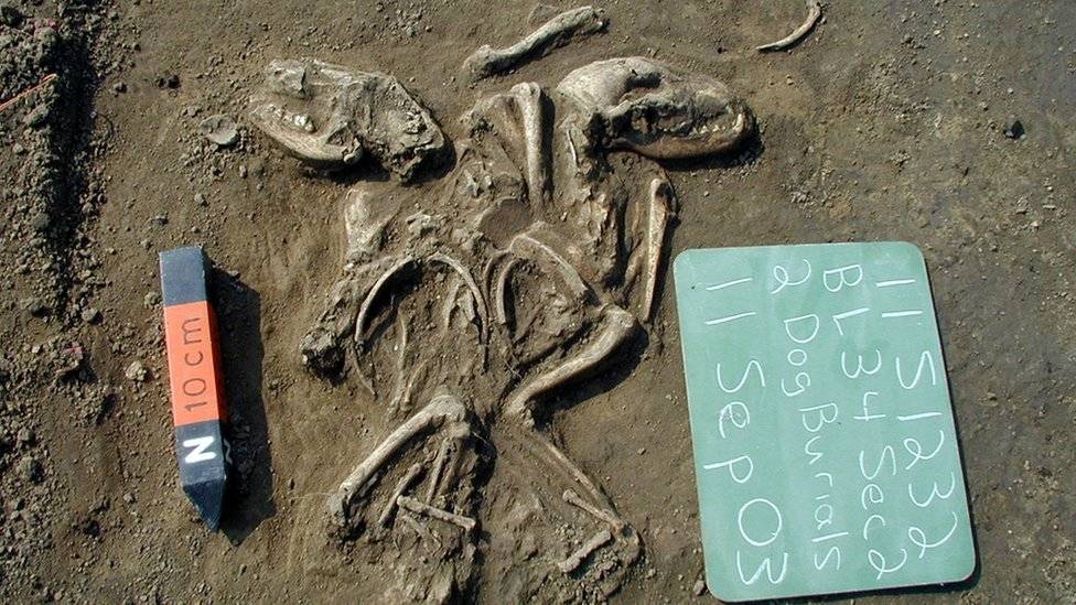 102396580crmalhiripanisasdbldogburial002m-ae5642ac753380212b5d180d2a9e2f5f.jpg